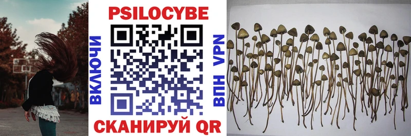 Псилоцибиновые грибы MAGIC MUSHROOMS  блэк спрут как войти  Киржач  где найти наркотики 